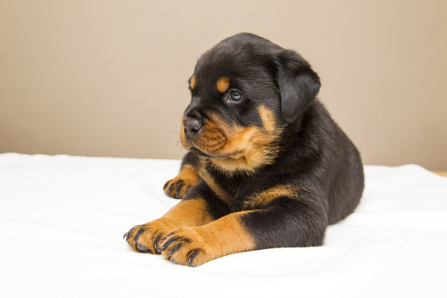 Rottweiler Puppy Dog Canine Animal Canvas Art Wall Picture Or Gloss Print