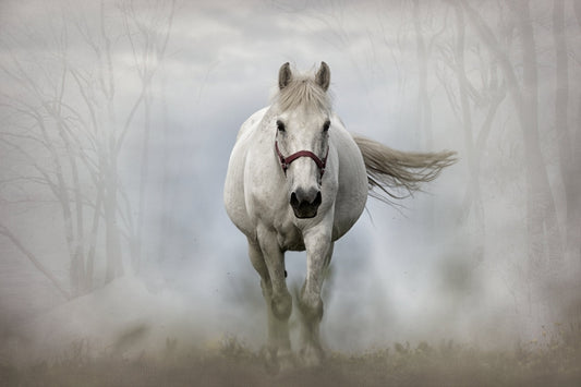 Running White Horse Animal Wildlife Canvas Art Wall Picture Or Gloss Print