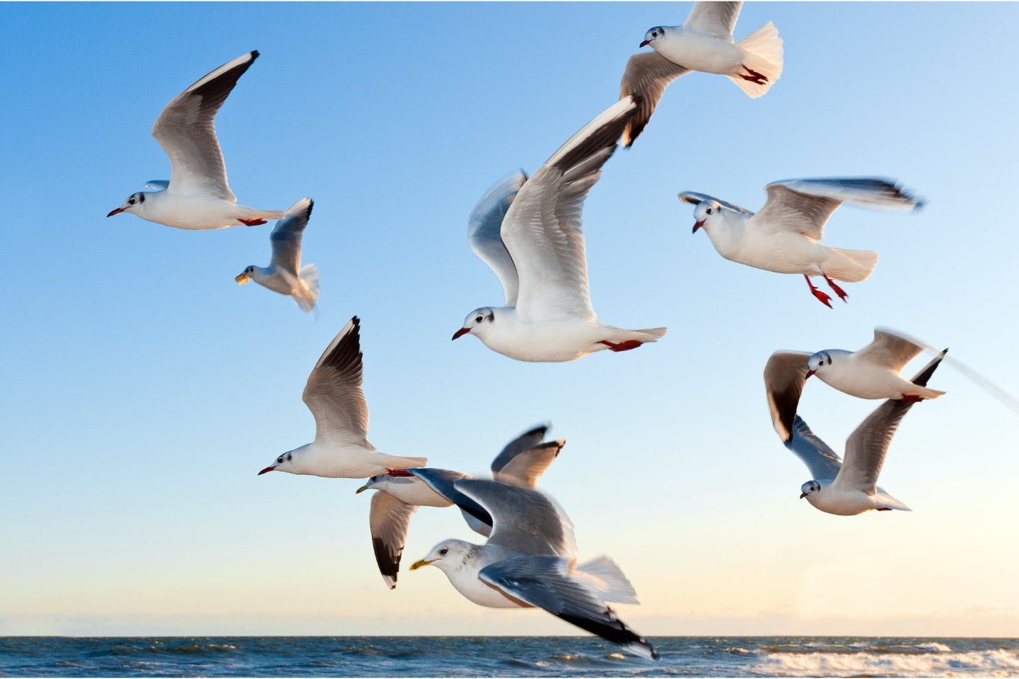 Seagulls Birds Bird Animal Blue Sky Sea Canvas Art Wall Picture Or Gloss Print