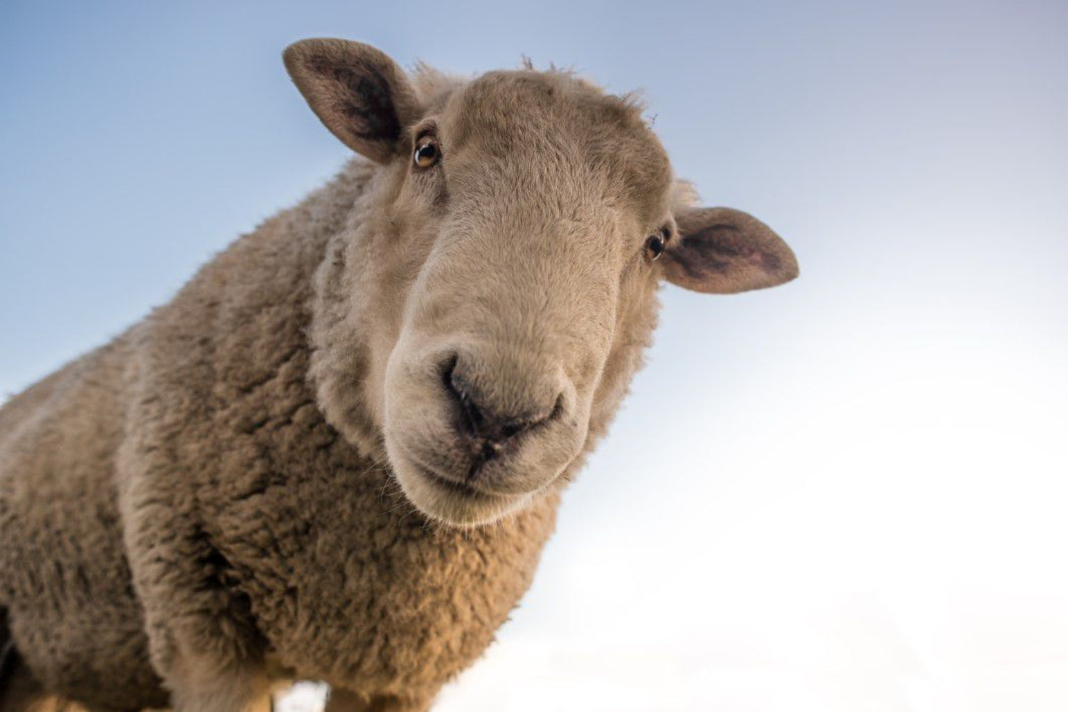 Sheep Farm Animal Wildlife Blue Sky Canvas Art Wall Picture Or Gloss Print