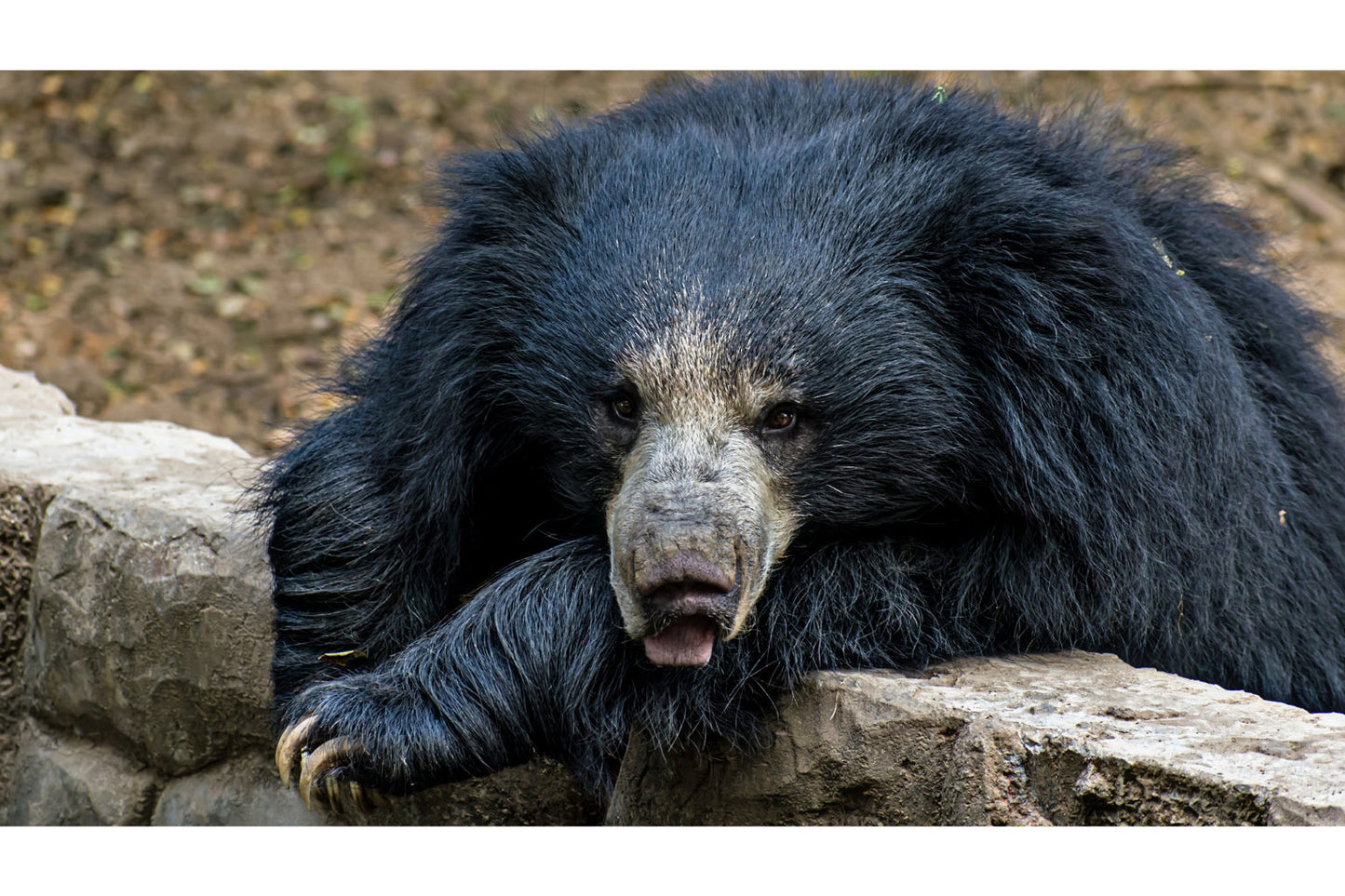 Sloth Bear Wildlife Animal Canvas Art Wall Picture Or Gloss Print