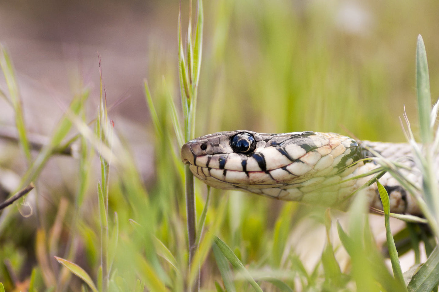 Snake Grass Reptile Wildlife Animal Canvas Art Wall Picture Or Gloss Print