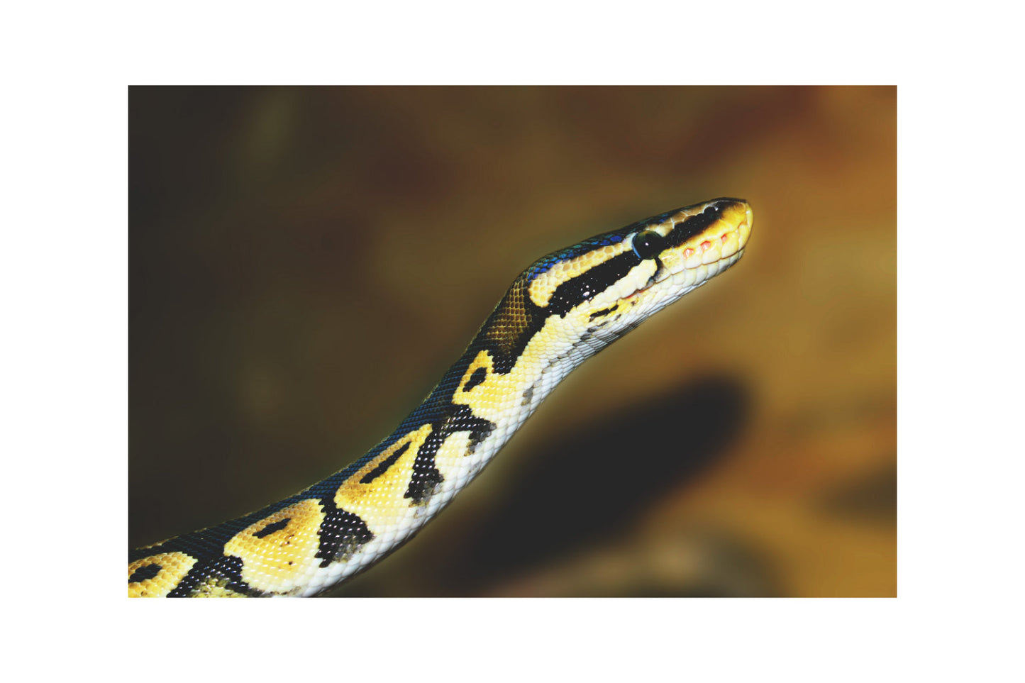 Snake Reptile Animal Canvas Art Wall Picture Or Gloss Print