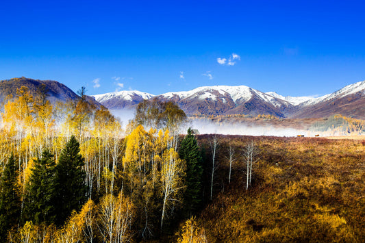 Snow Mountains Autumn Trees Blue Sky Canvas Art Wall Picture Or Gloss Print