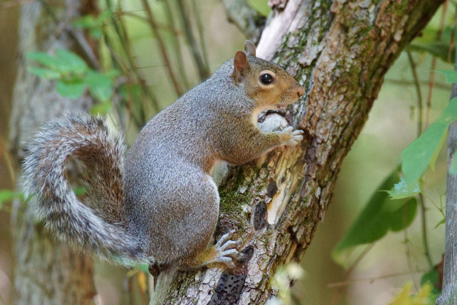 Squirrel On Tree Animal Wildlife Canvas Art Wall Picture Or Gloss Print