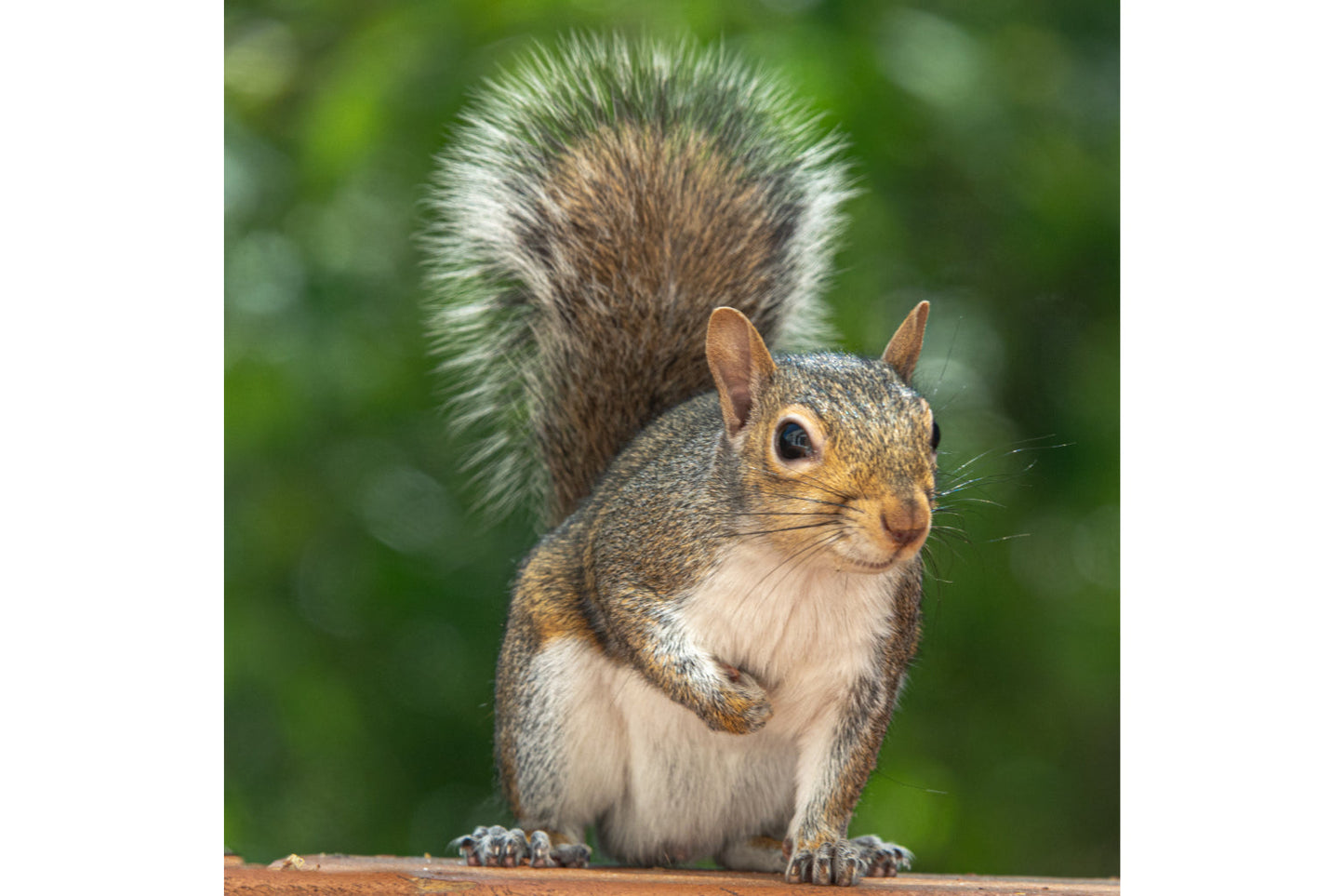 Squirrel Wildlife Animal Canvas Art Wall Picture Or Gloss Print