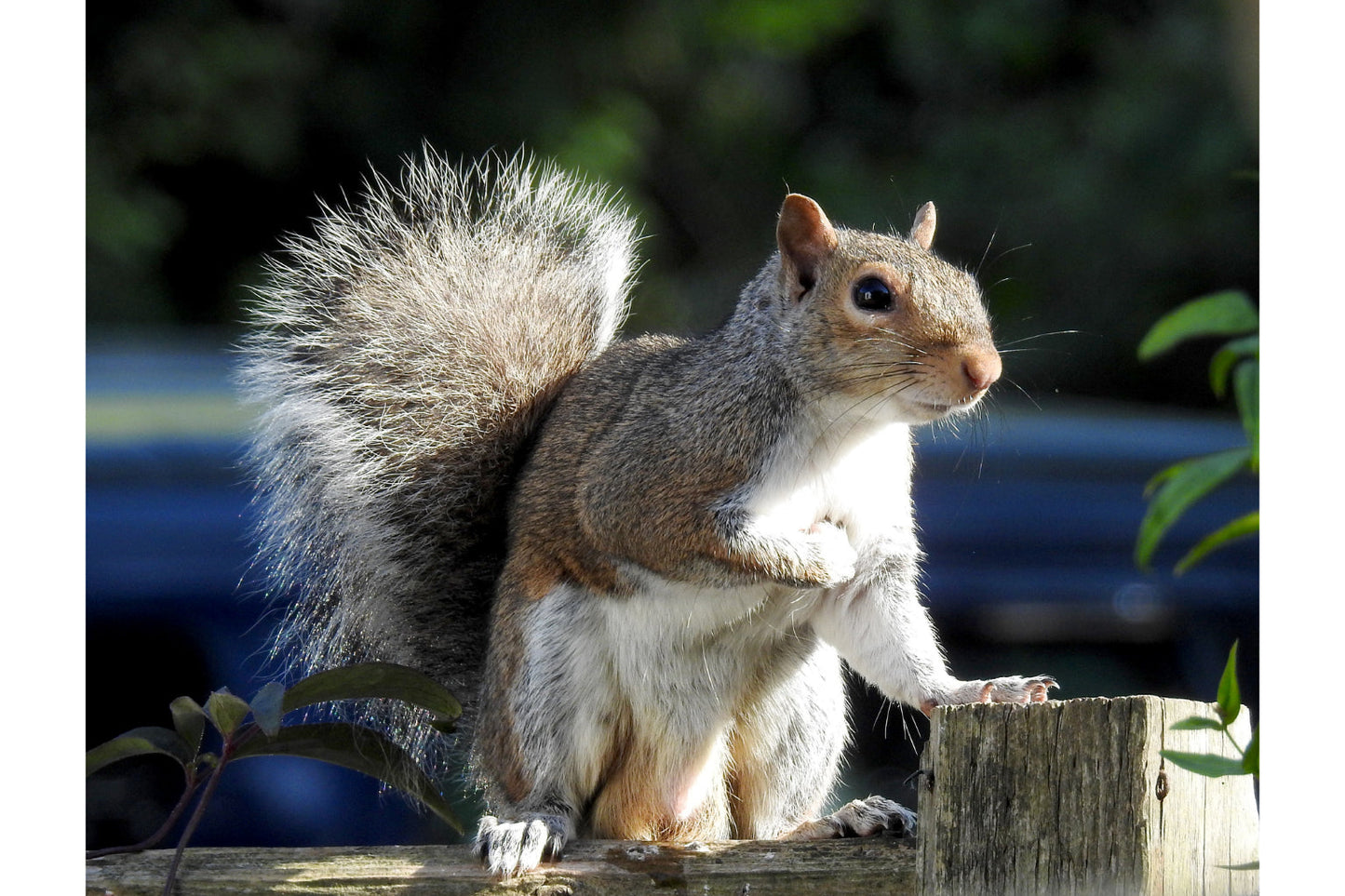 Squirrel Wildlife Animal Canvas Art Wall Picture Or Gloss Print