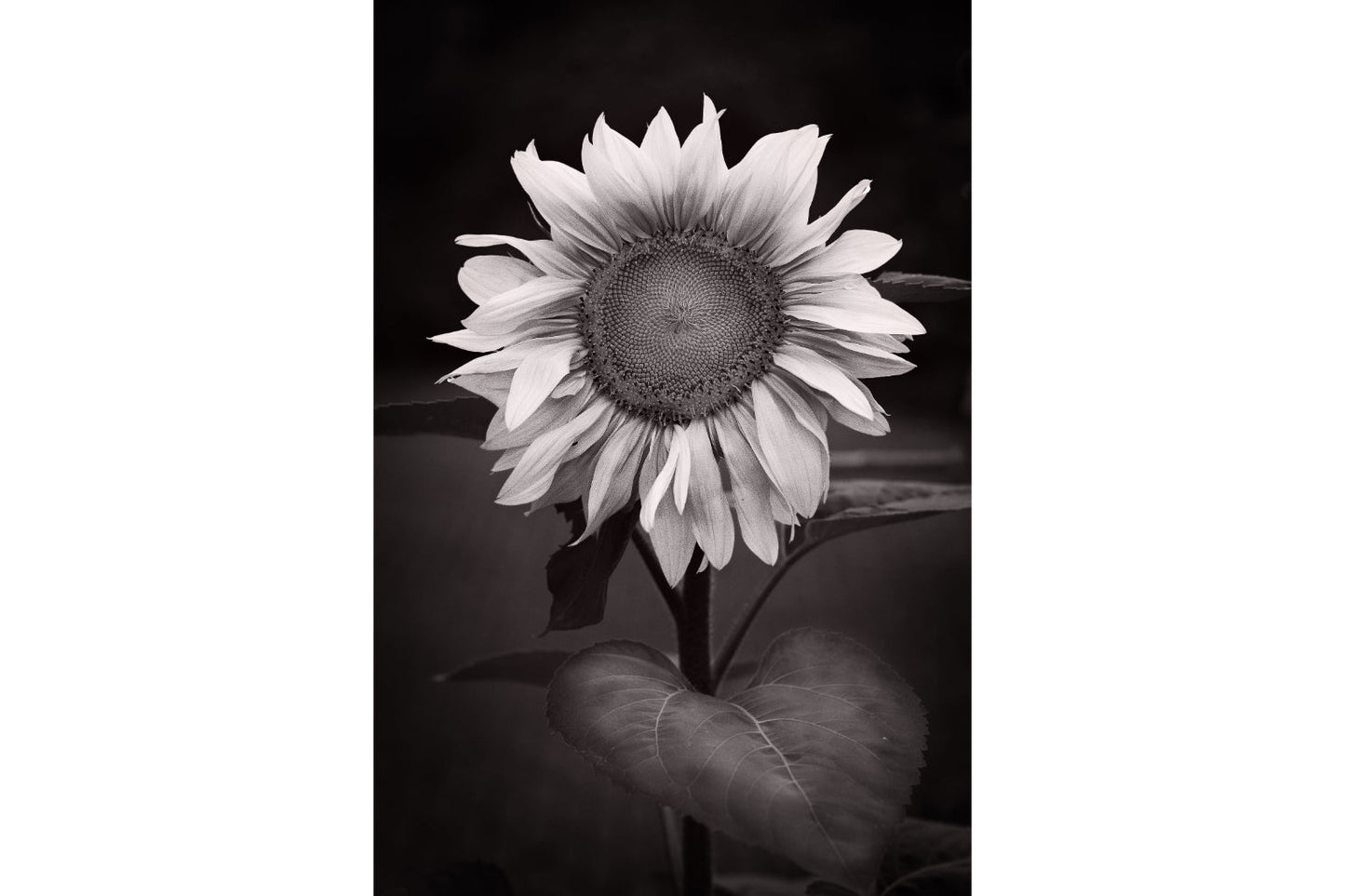 Sunflower Black White Flowers Bloom Floral Canvas Art Wall Picture Or Gloss Print