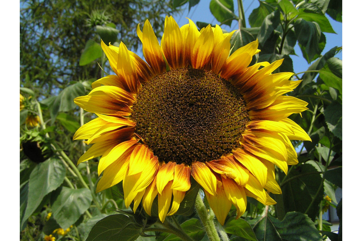 Sunflower Bloom Flower Yellow Green Canvas Art Wall Picture Or Gloss Print