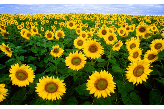 Sunflower Field Yellow Flowers Green Canvas Art Wall Picture Or Gloss Print