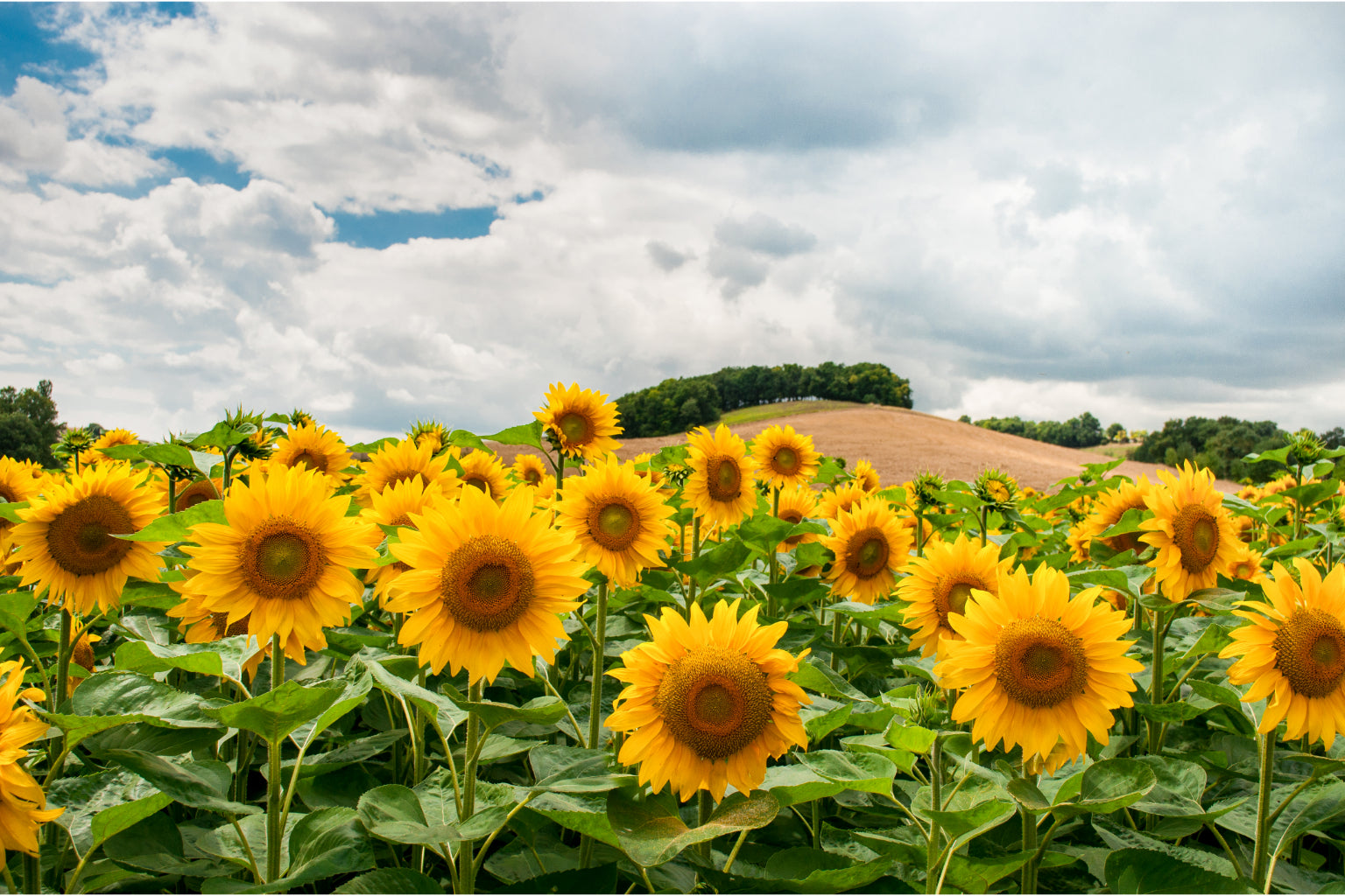 Sunflowers Hill Flower Bloom Yellow Canvas Art Wall Picture Or Gloss Print