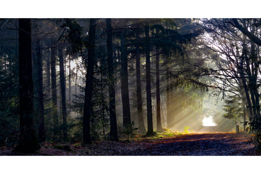 Sunrise Woods Trees Forest Landscape Canvas Art Wall Picture Or Gloss Print