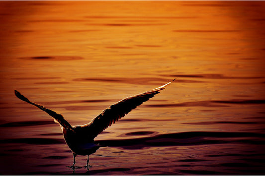 Sunset Sea Bird Orange Canvas Art Wall Picture Or Gloss Print