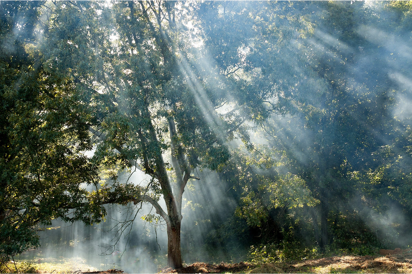 Sunshine Green Trees Woods Forest Canvas Art Wall Picture Or Gloss Print