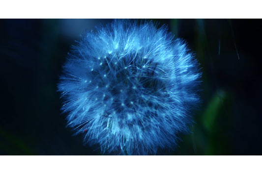 Teal Blue Dandelion Flower Light Canvas Art Wall Picture Or Gloss Print