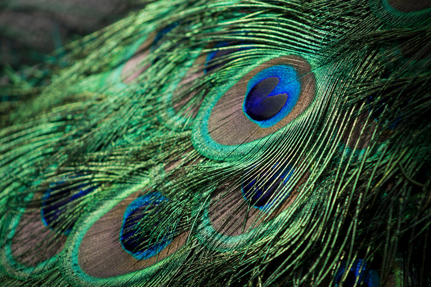 Teal Blue Peacock Feather Canvas Art Wall Picture Or Gloss Print