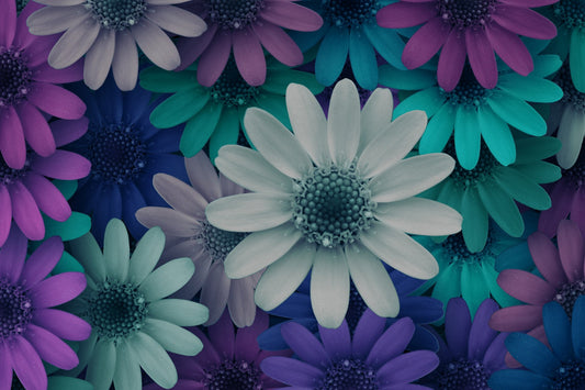 Teal Blue Purple White Daisy Flowers Flower Canvas Art Wall Picture Or Gloss Print