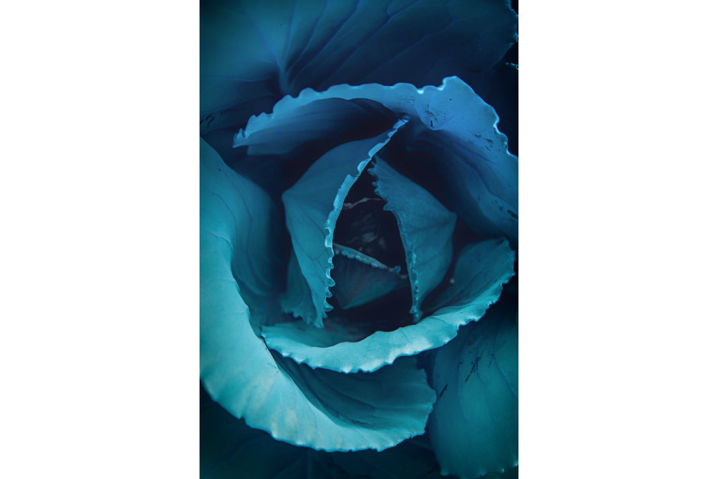 Teal Blue Rose Flower Flowers Bloom Floral Canvas Art Wall Picture Or Gloss Print