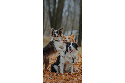 Three Dogs Border Collie Dog Canine Canvas Art Wall Picture Or Gloss Print