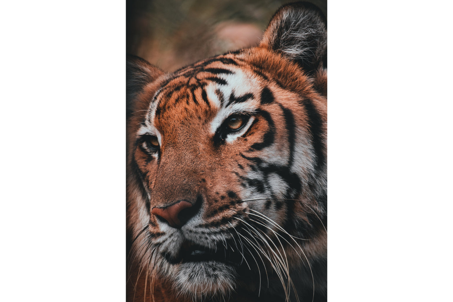 Tiger Animal Portrait Wildlife Big Cat Canvas Art Wall Picture Or Gloss Print