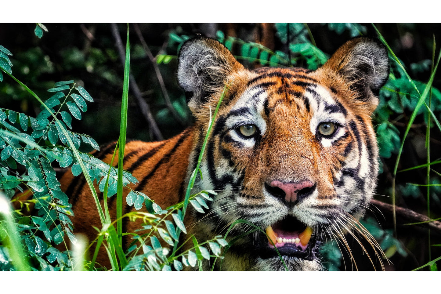 Tiger Bengal Animal Wildlife Canvas Art Wall Picture Or Gloss Print