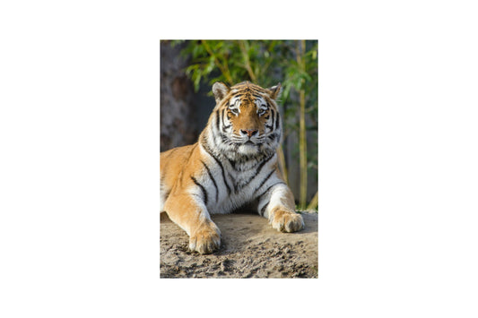 Tiger On Beach Animal Big Cat Canvas Art Wall Picture Or Gloss Print