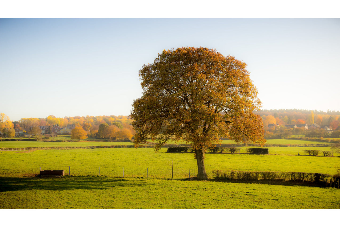 Tree Landscape Canvas Art Wall Picture Or Gloss Print