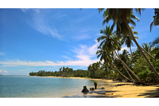 Tropical Beach Palm Trees Sea Blue Sky Canvas Art Wall Picture Or Gloss Print