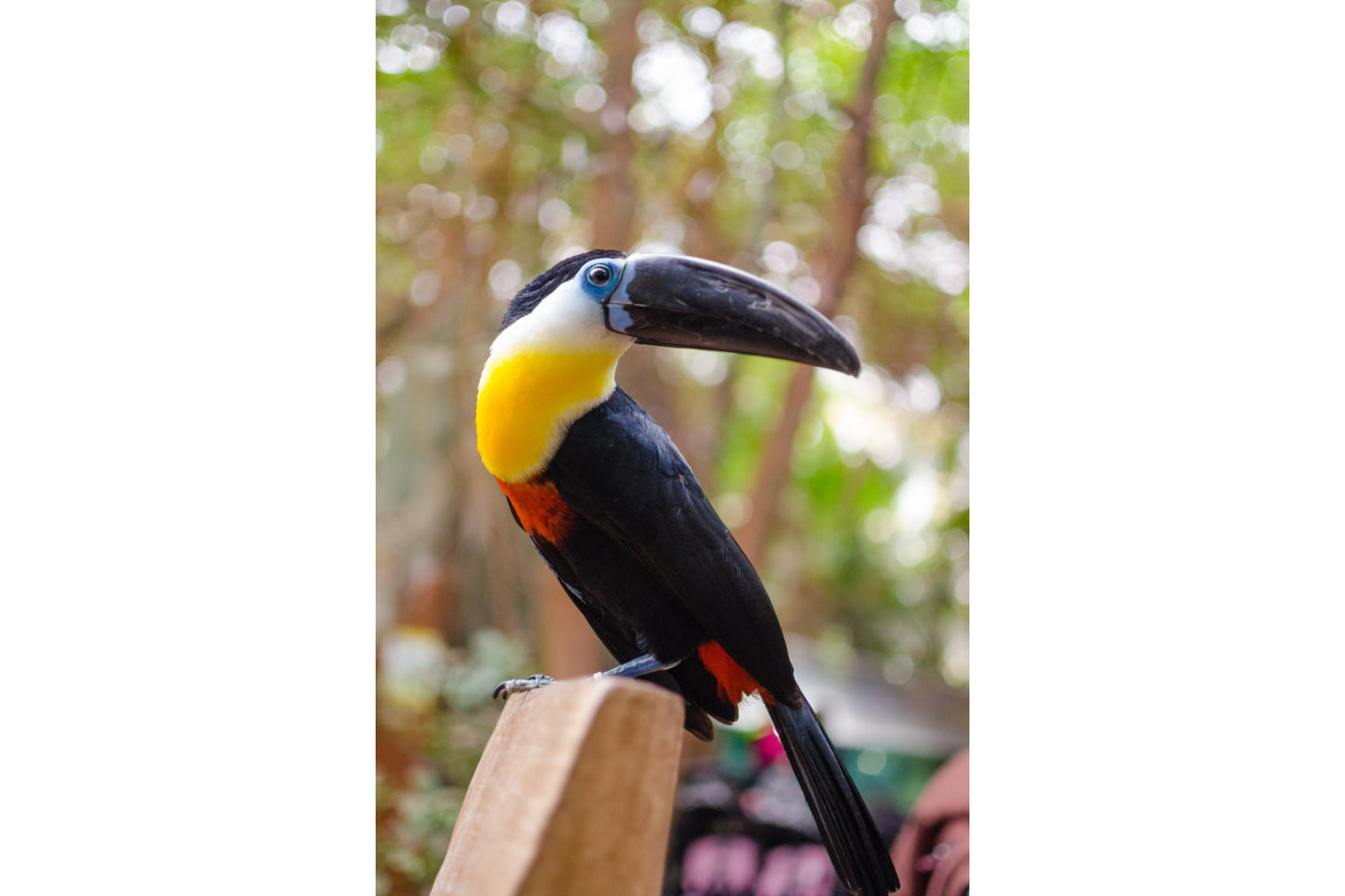 Tucan Bird Animal Wildlife Canvas Art Wall Picture Or Gloss Print