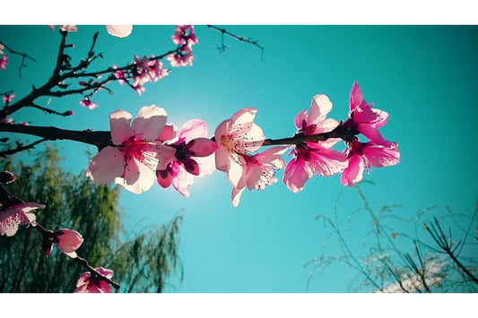 Turquoise Pink Blossom Flower Canvas Art Wall Picture Or Gloss Print