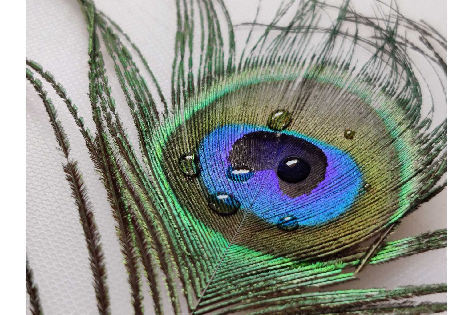 Water Drop Peacock Feather Blue Green Canvas Art Wall Picture Or Gloss Print