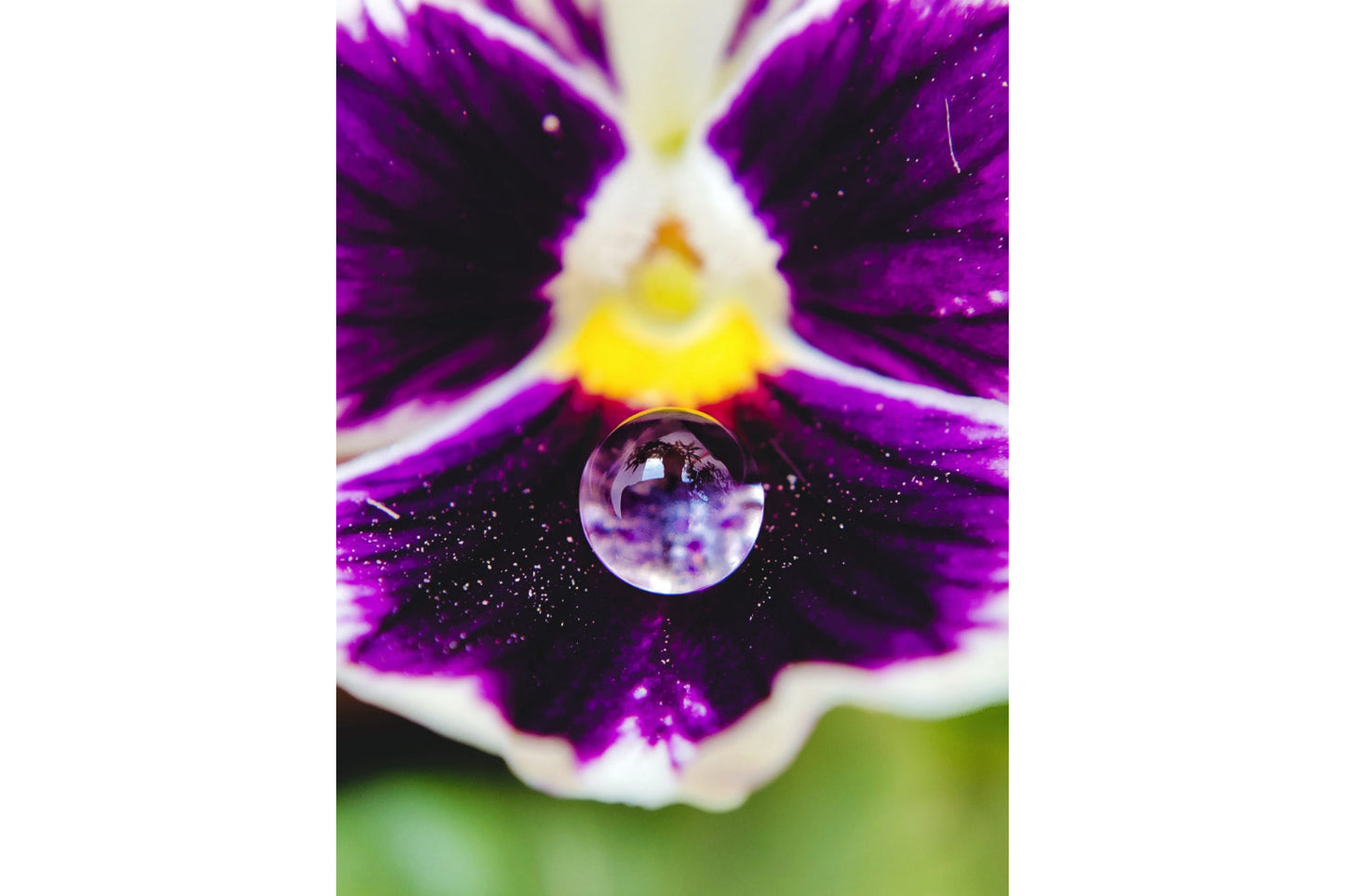 Water Drop Purple Flower Floral Flowers Canvas Art Wall Picture Or Gloss Print