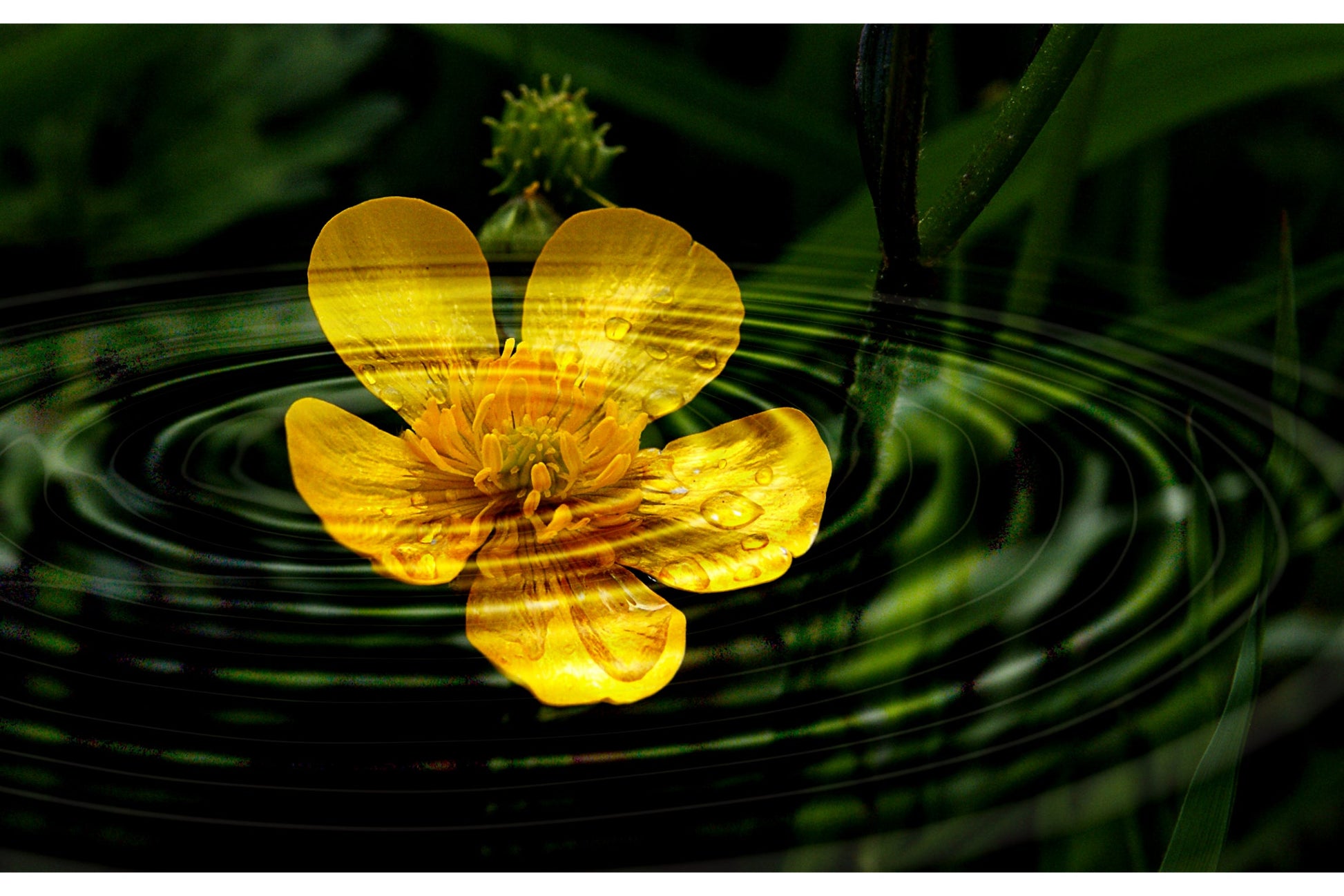 Water Yellow Green Flower Ripple Floral Canvas Art Wall Picture Or Gloss Print