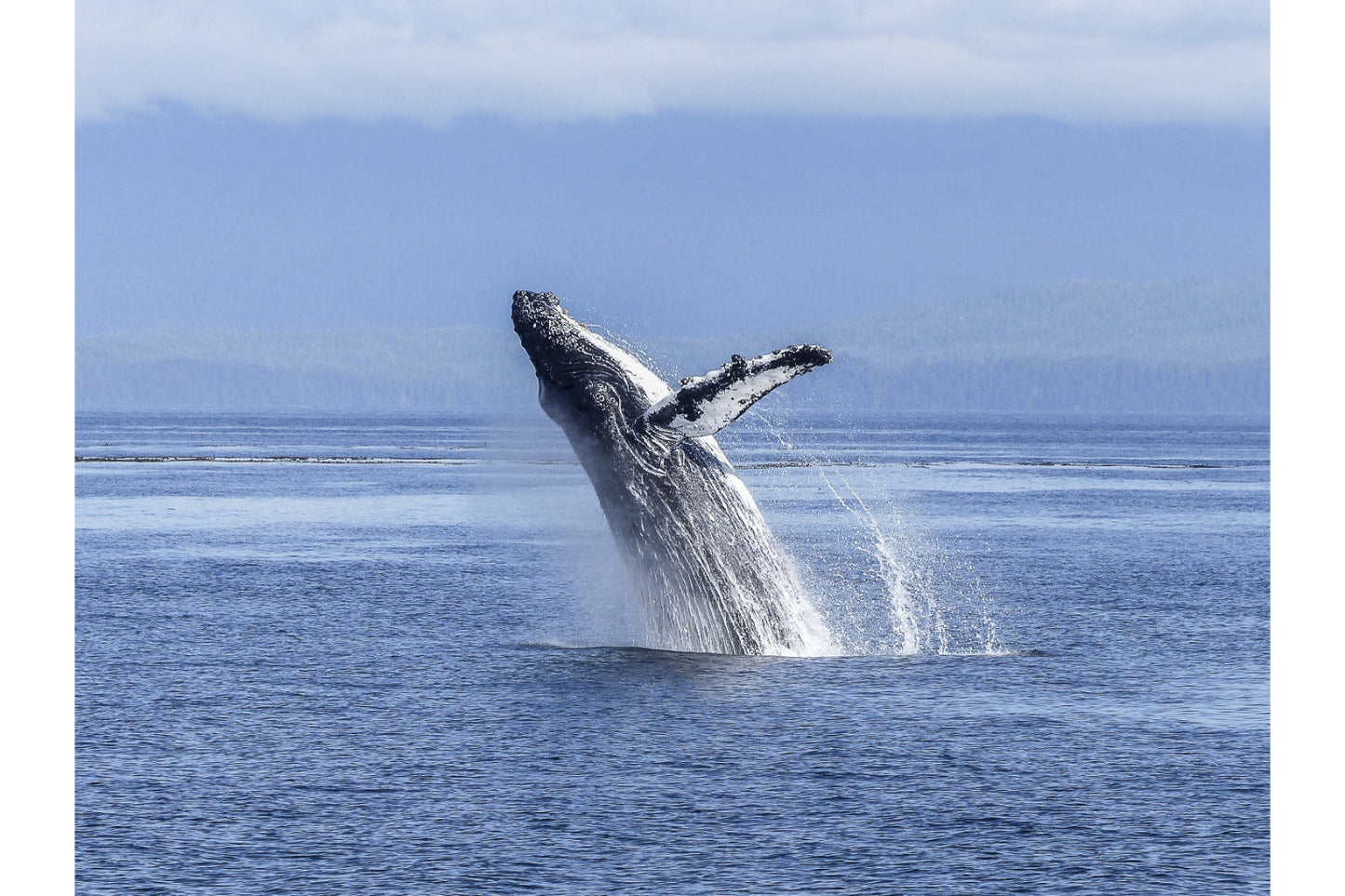 Whale Humpback Blue Sea Animal Canvas Art Wall Picture Or Gloss Print