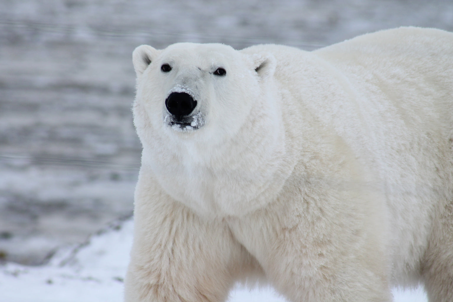 White Arctic Polar Bear Animal Wildlife Canvas Art Wall Picture Or Gloss Print