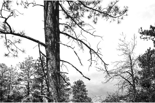 White Black Grey Winter Trees Canvas Art Wall Picture Or Gloss Print