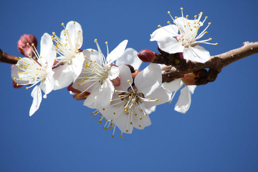 White Blossom Flower Blue Sky Canvas Art Wall Picture Or Gloss Print