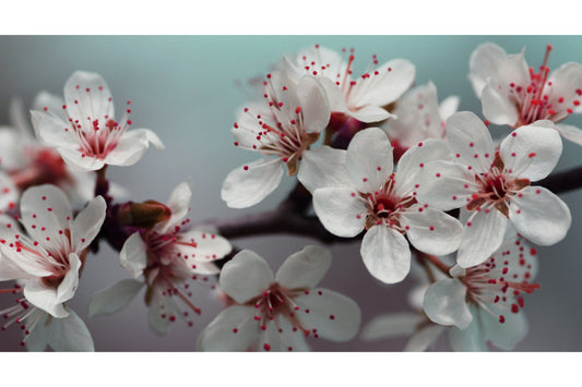 White Blossom Flower Teal Pink Canvas Art Wall Picture Or Gloss Print