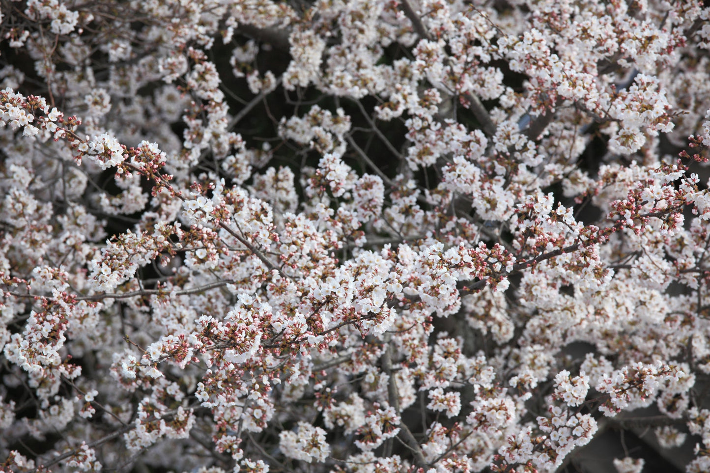 White Blossom Flower Trees Floral Canvas Art Wall Picture Or Gloss Print