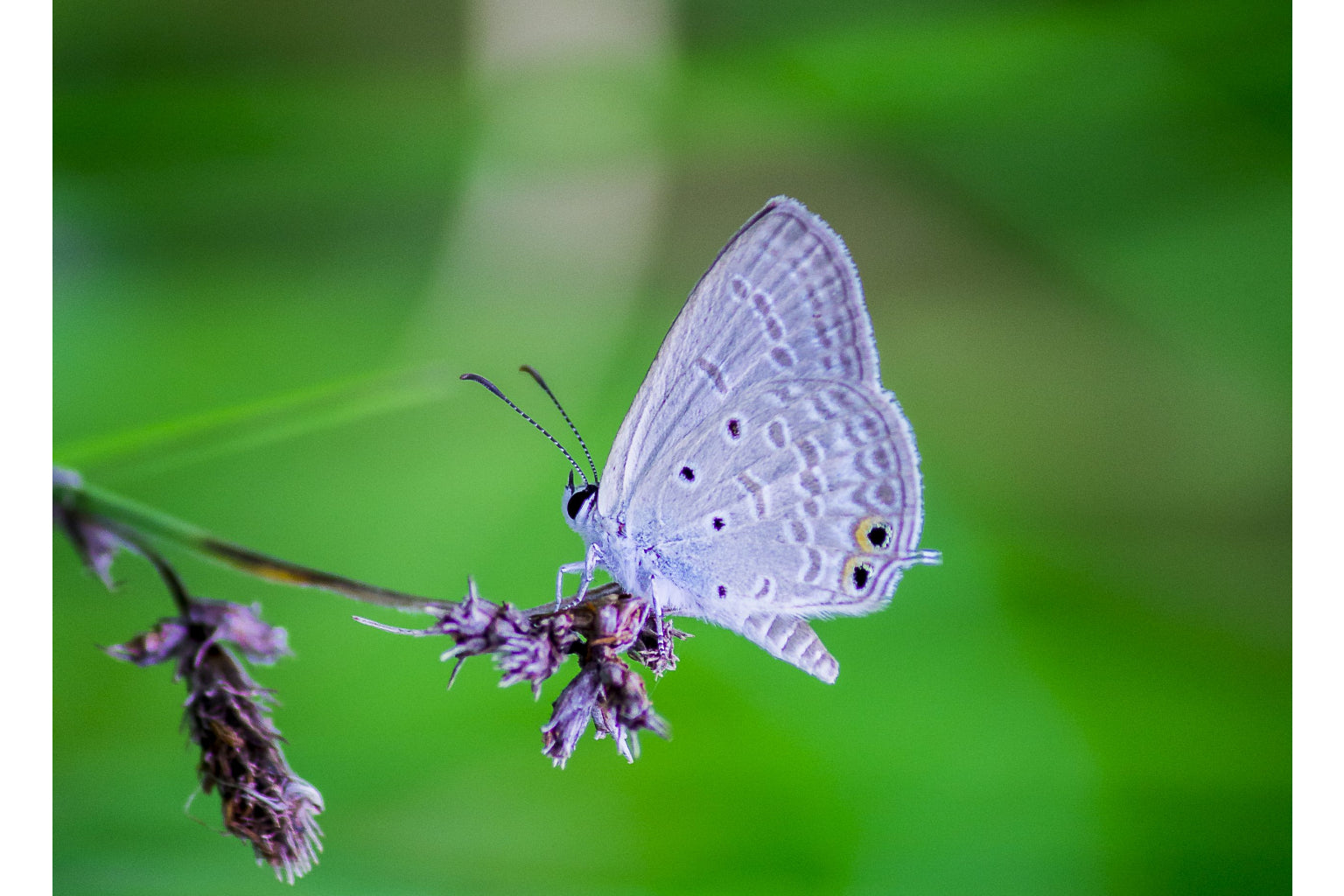 White Butterfly Insect Wildlife Green Canvas Art Wall Picture Or Gloss Print