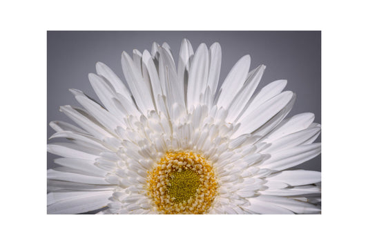 White Daisy Flower Grey Flowers Canvas Art Wall Picture Or Gloss Print