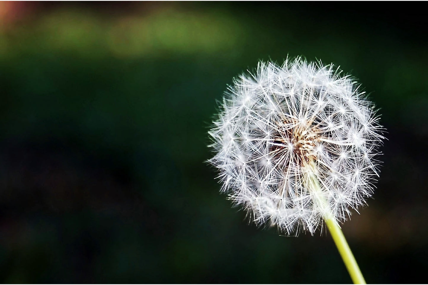 White Dandelion Flower Canvas Art Wall Picture Or Gloss Print