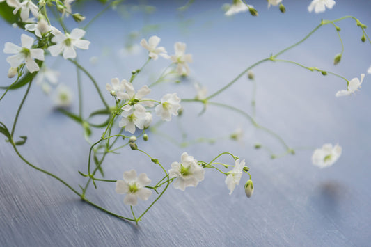 White Delicate Floral Flowers Blue Grey Canvas Art Wall Picture Or Gloss Print