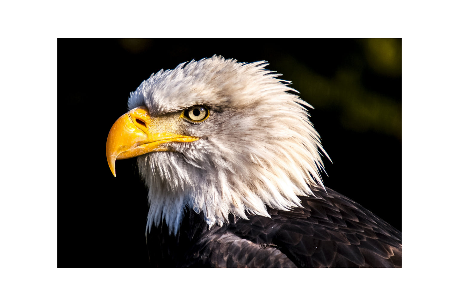 White Eagle Bird Animal Canvas Art Wall Picture Or Gloss Print