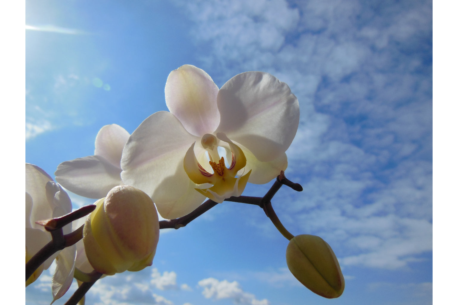 White Flower Blue Sky Bloom Floral Canvas Art Wall Picture Or Gloss Print