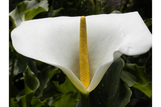 White Flower Detail Canvas Art Wall Picture Or Gloss Print