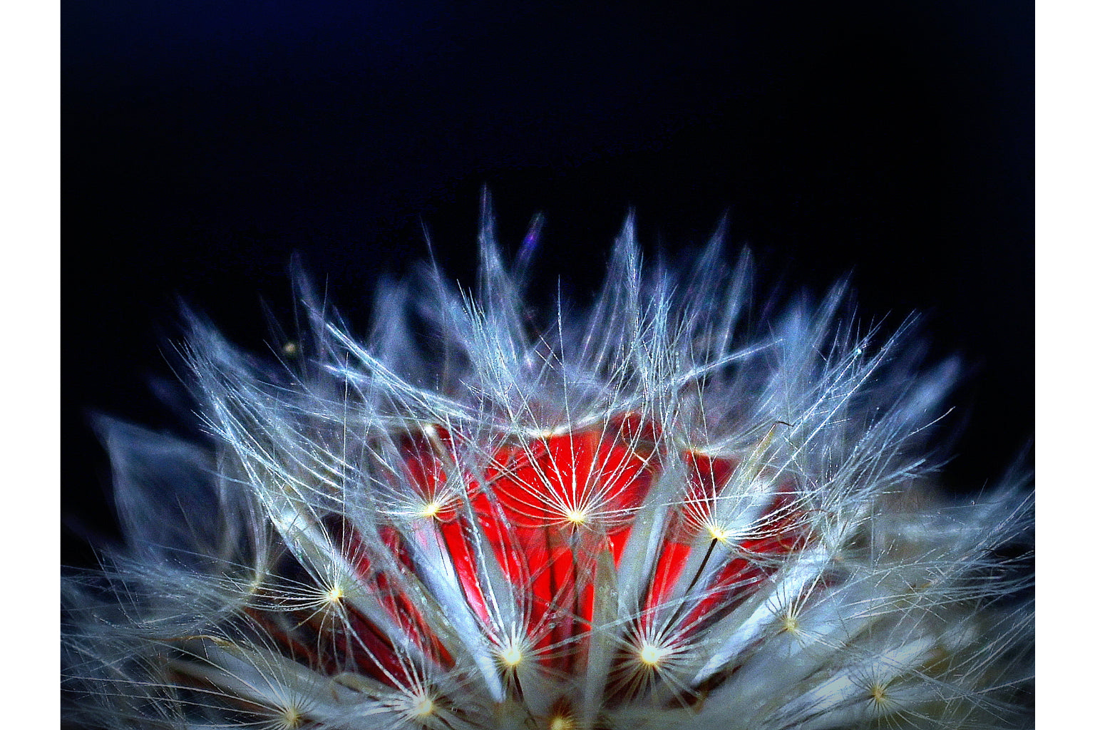 White Flower Red Flowers Floral Canvas Art Wall Picture Or Gloss Print