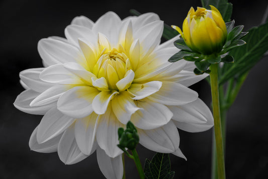 White Flower Yellow Grey Flowers Canvas Art Wall Picture Or Gloss Print