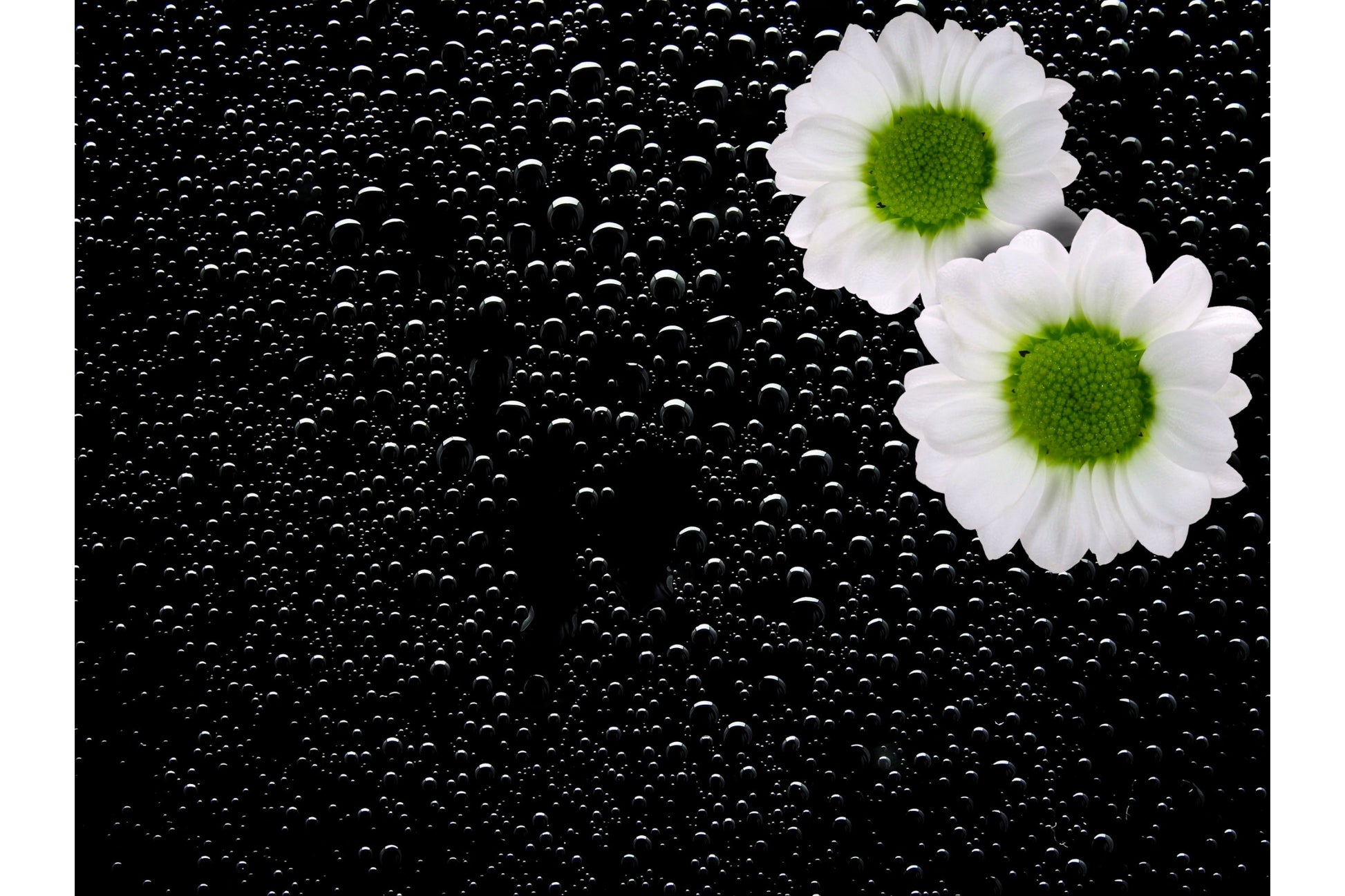 White Green Flower Black Bubbles Canvas Art Wall Picture Or Gloss Print