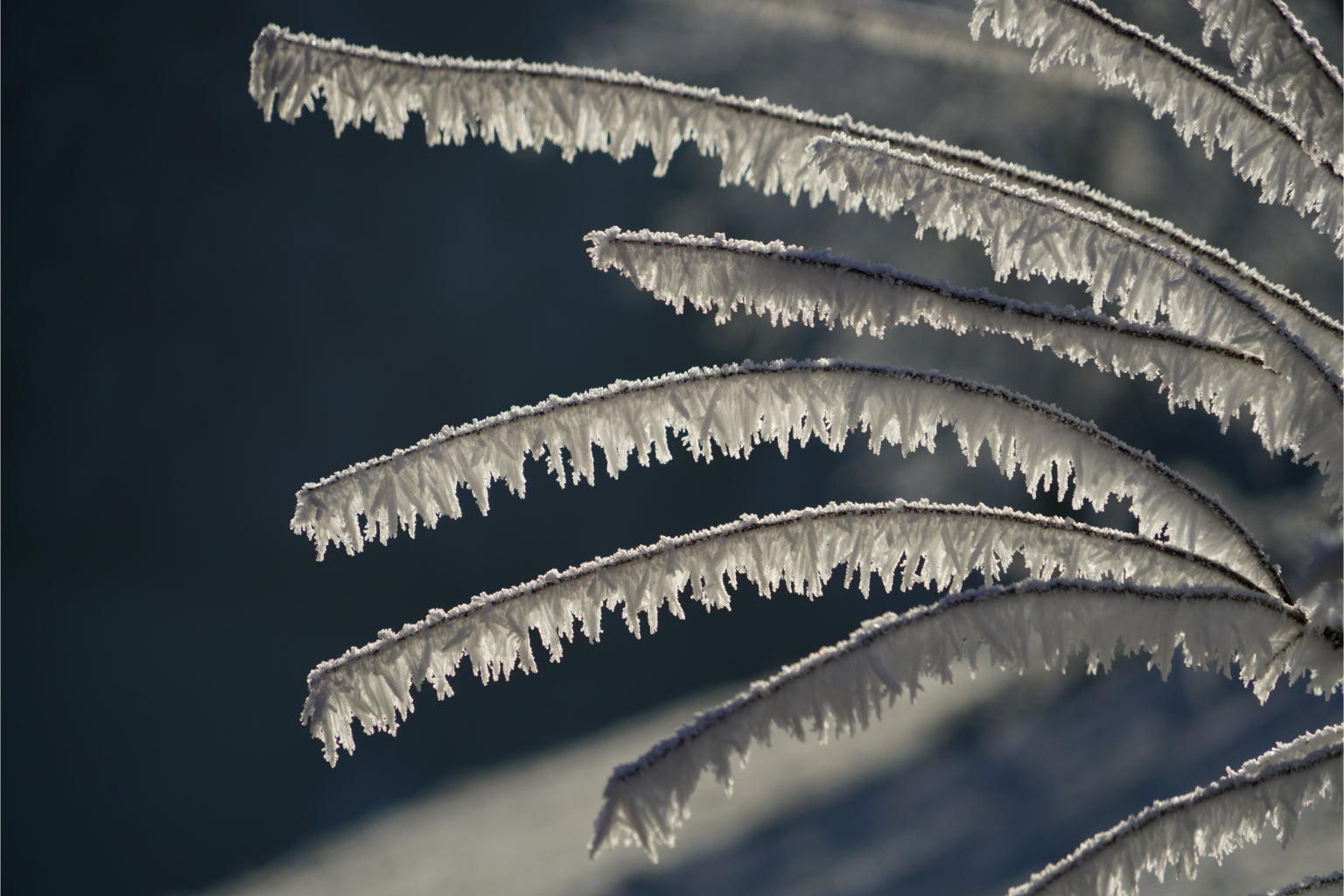 White Ice Tree Leaves Branch Canvas Art Wall Picture Or Gloss Print